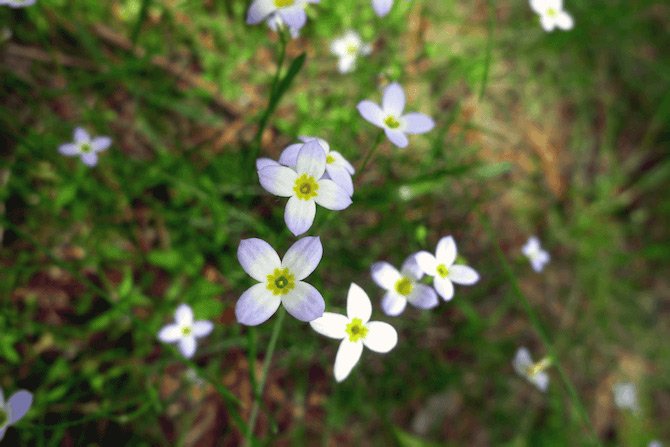 Lilly flowers in green grass